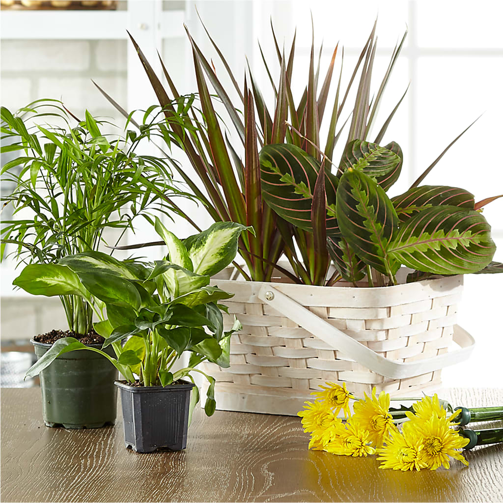 Florist Designed Blooming and Green Plants in a Basket – The Blessed Florist, Brandon FL