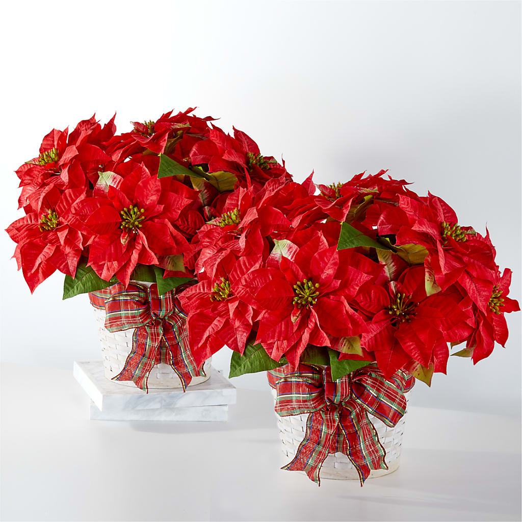 Happiest Holidays Poinsettia Bundle – The Blessed Florist, Brandon FL