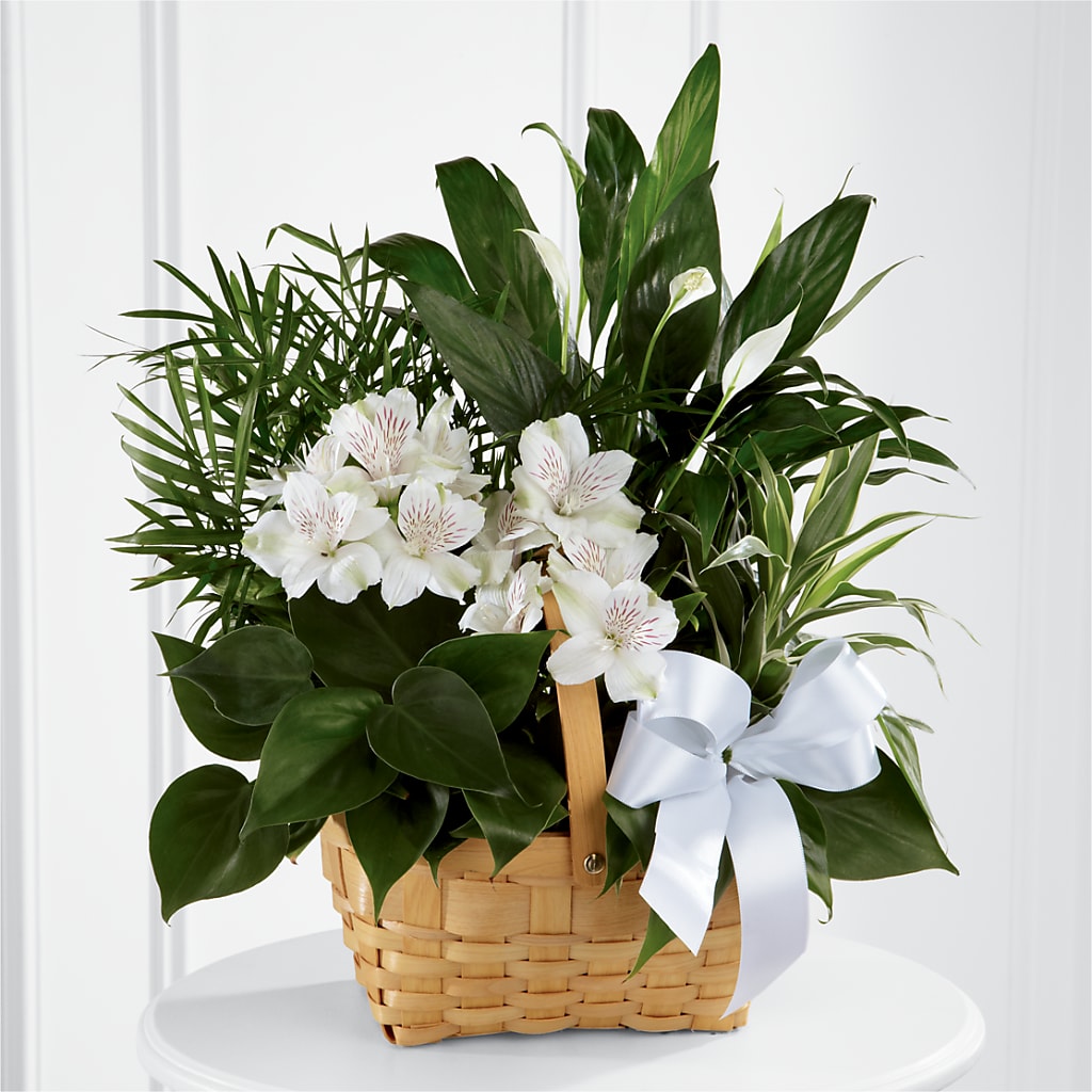 Peace & Serenity Dishgarden – The Blessed Florist, Brandon FL