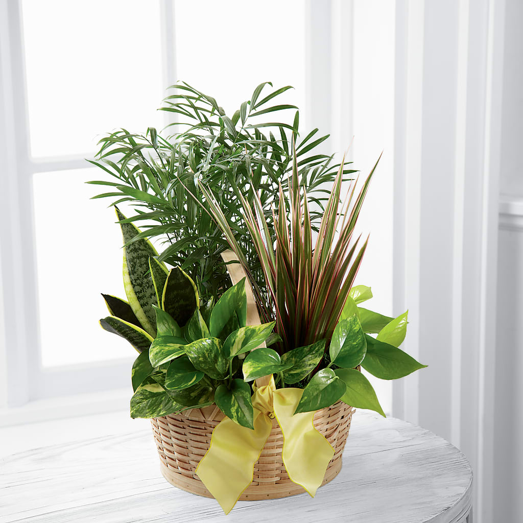 French Garden – The Blessed Florist, Brandon FL