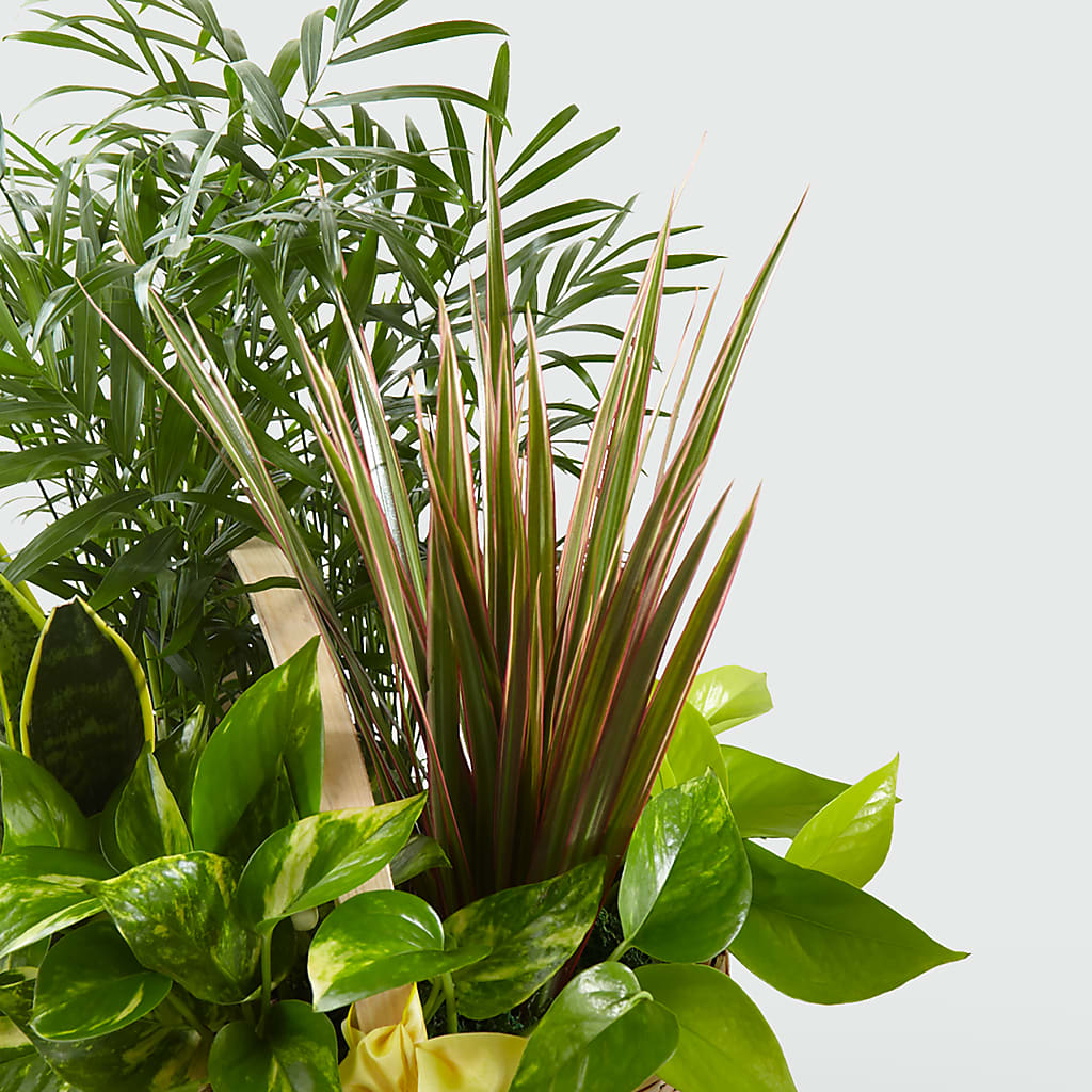 French Garden – The Blessed Florist, Brandon FL