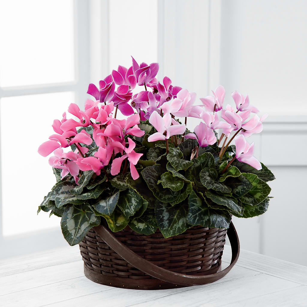 Mixed Cyclamen Planter – The Blessed Florist, Brandon FL