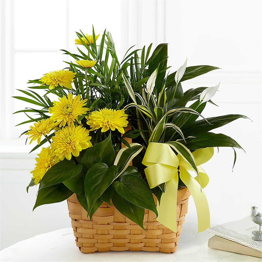 Loving Light Dishgarden – The Blessed Florist, Brandon FL