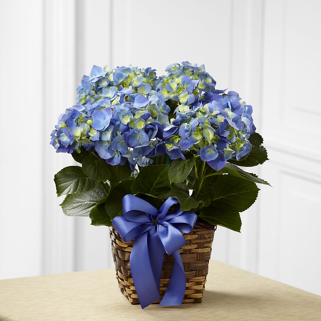Blue Hydrangea Planter – The Blessed Florist, Brandon FL