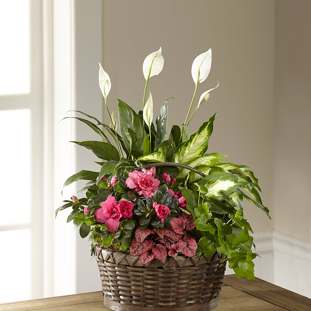 Dream in Pink Dishgarden – The Blessed Florist, Brandon FL
