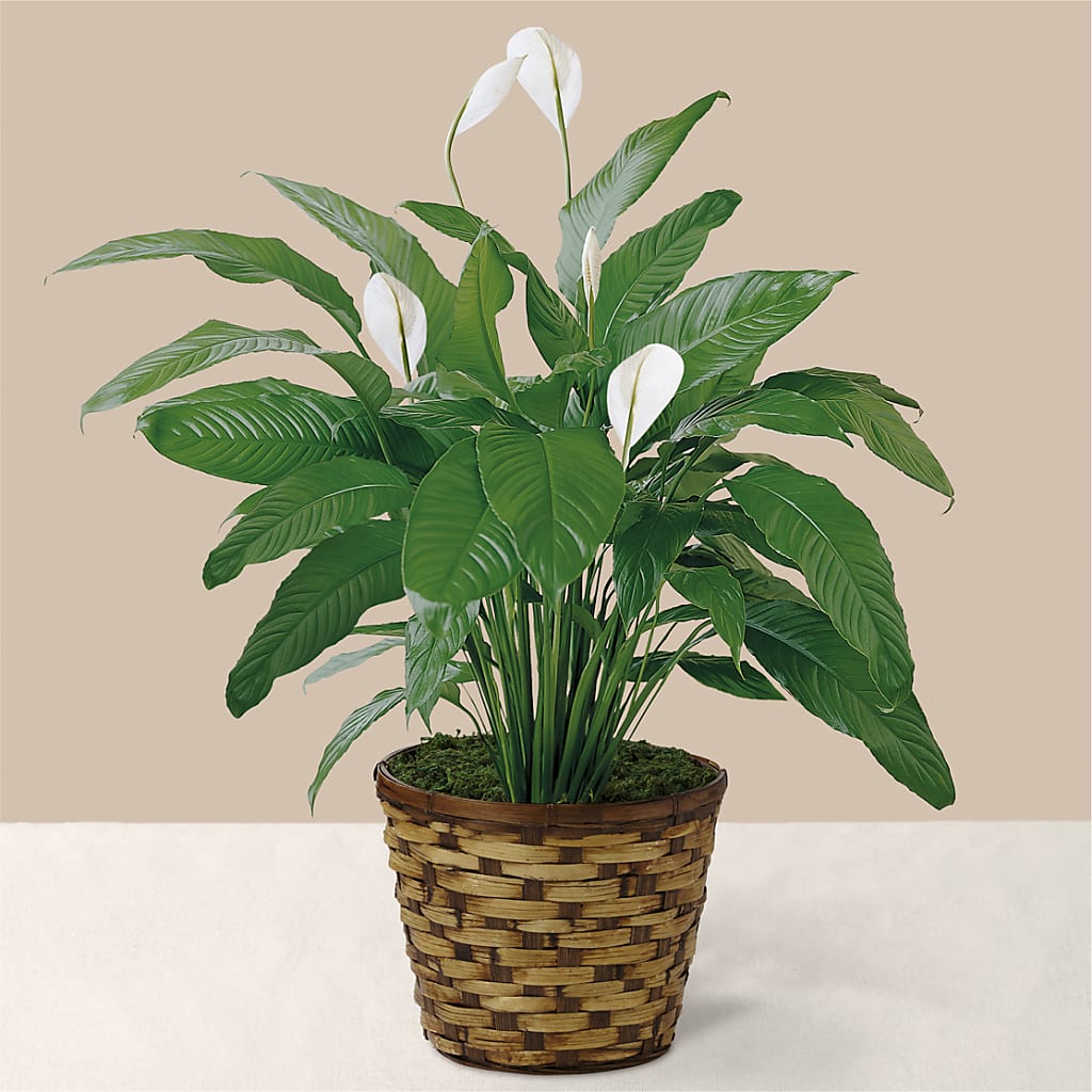 Tranquil Moments Peace Lily Plant – The Blessed Florist, Brandon FL