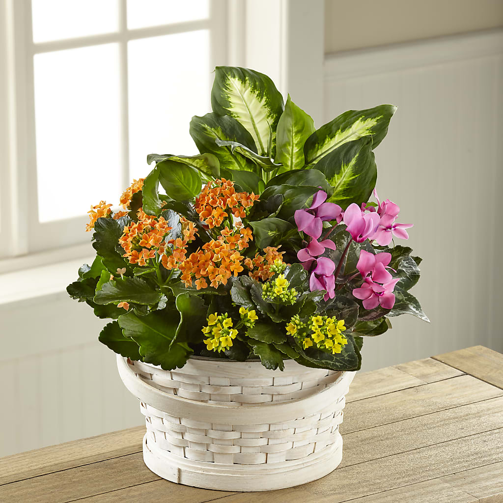 Color Crush Dishgarden – The Blessed Florist, Brandon FL