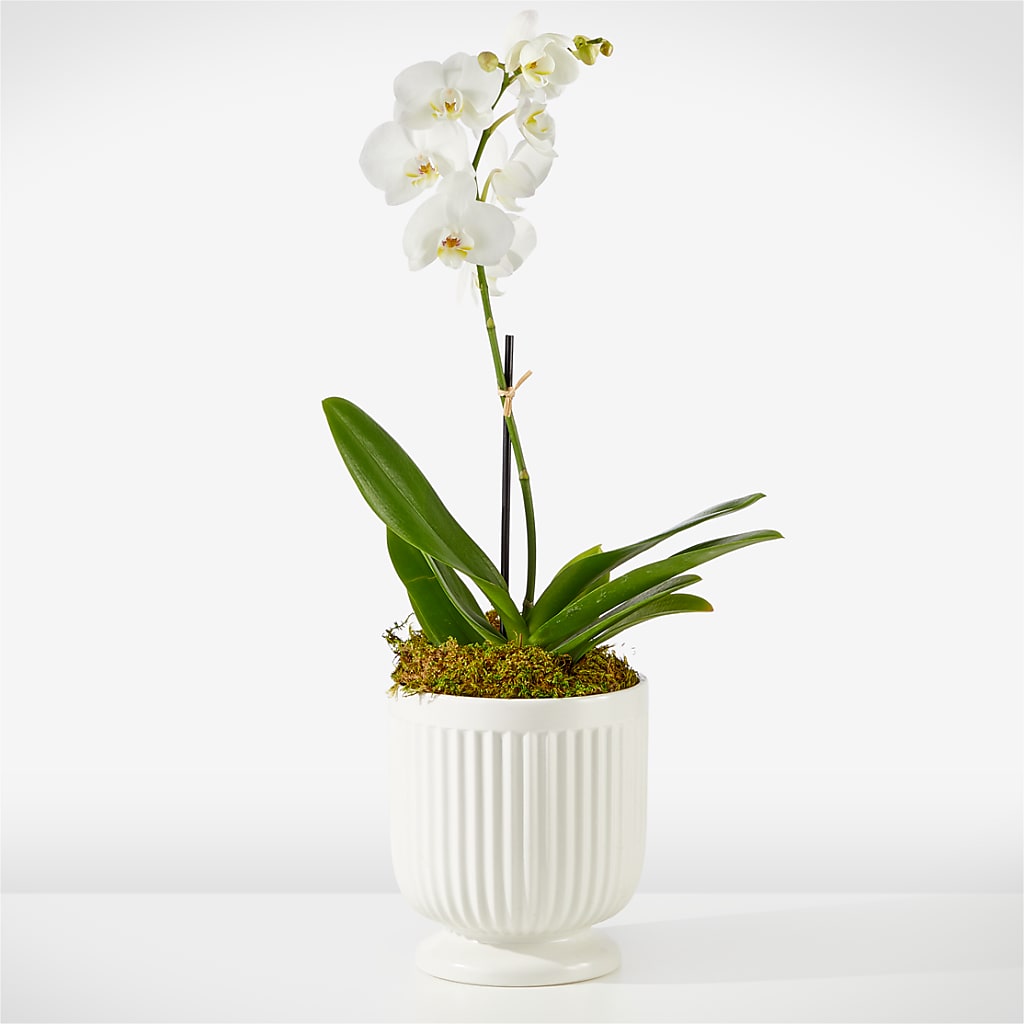 Whispering White Orchid – The Blessed Florist, Brandon FL