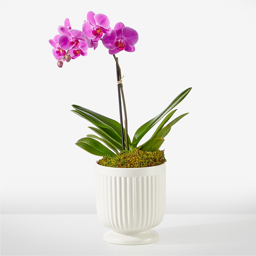 Friendly Fuchsia Orchid – The Blessed Florist, Brandon FL