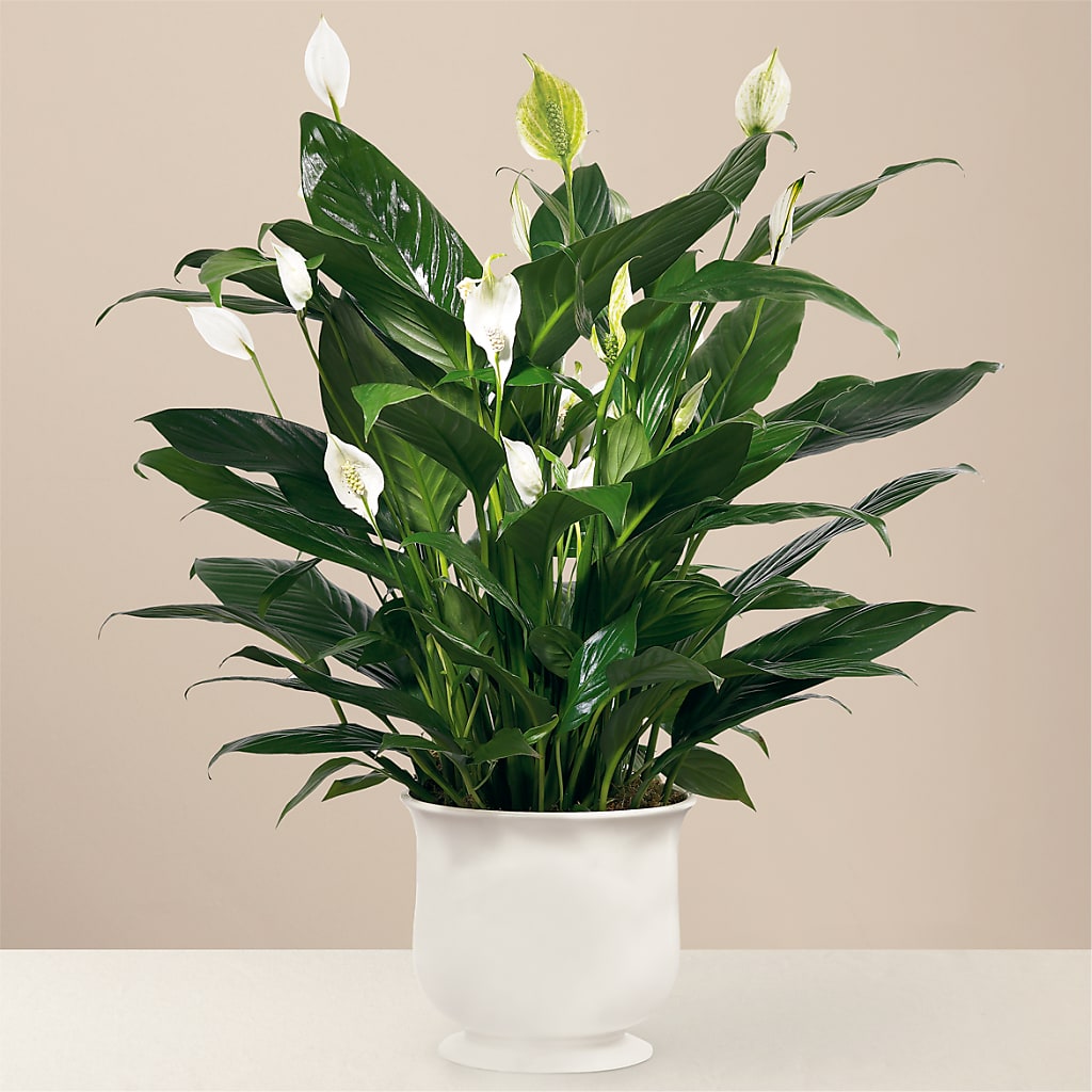 Comfort Planter – The Blessed Florist, Brandon FL