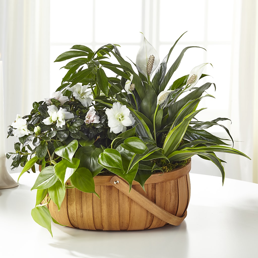 Serene Dishgarden – The Blessed Florist, Brandon FL