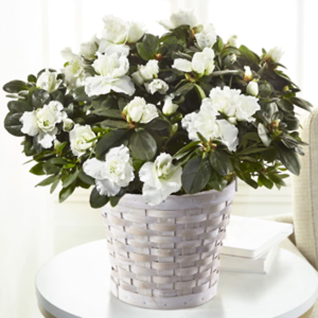 White Azalea Plant – The Blessed Florist, Brandon FL