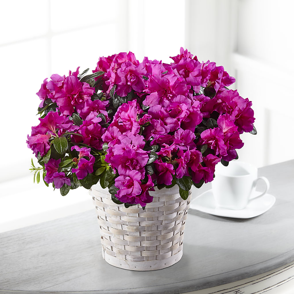 Hope & Serenity Azalea Plant – The Blessed Florist, Brandon FL