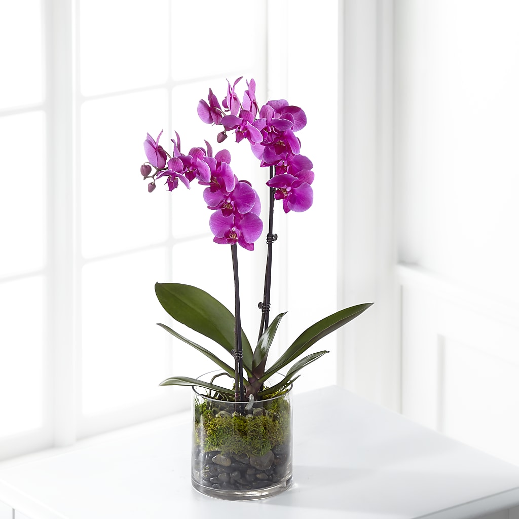 Pink Orchid Plant – The Blessed Florist, Brandon FL