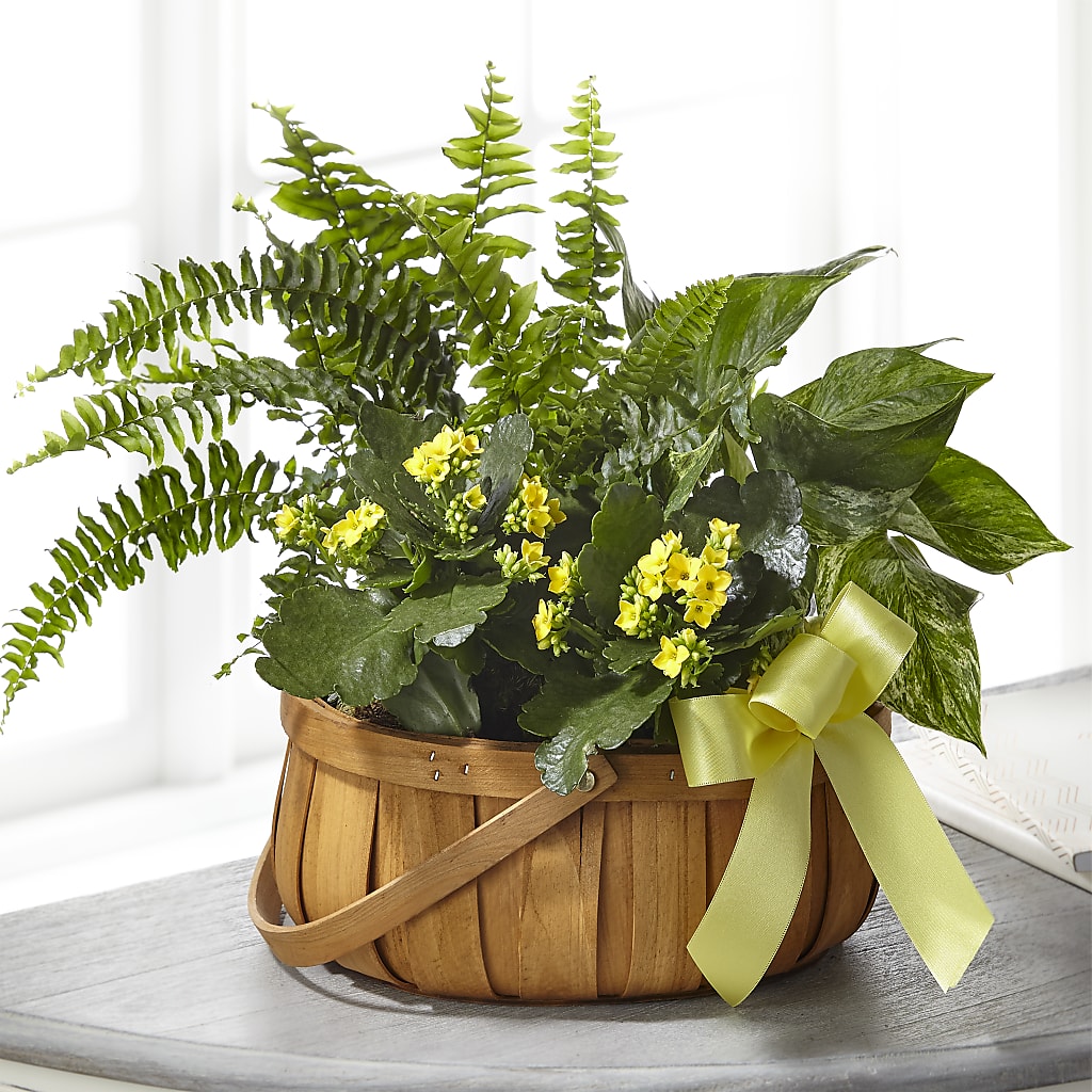 Always Dear Dishgarden – The Blessed Florist, Brandon FL