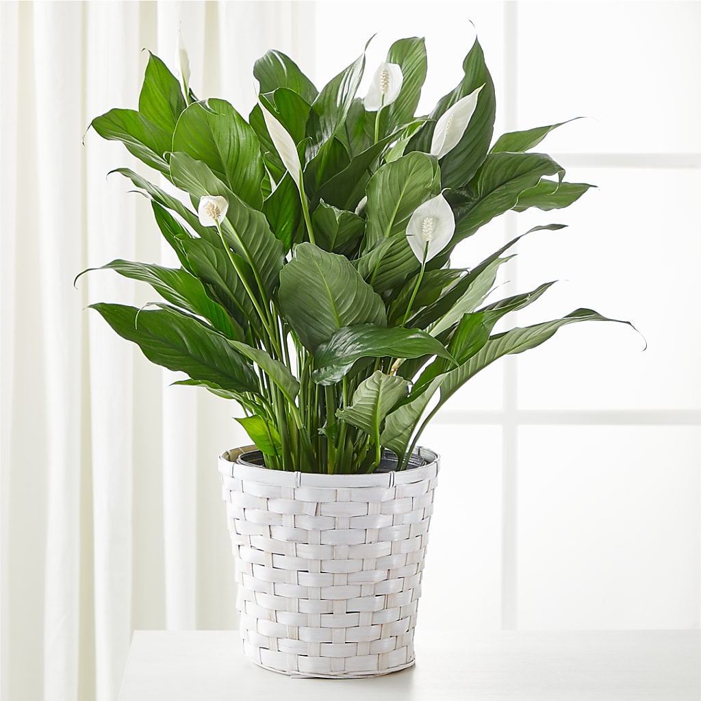 A New Leaf Peace Lily – The Blessed Florist, Brandon FL