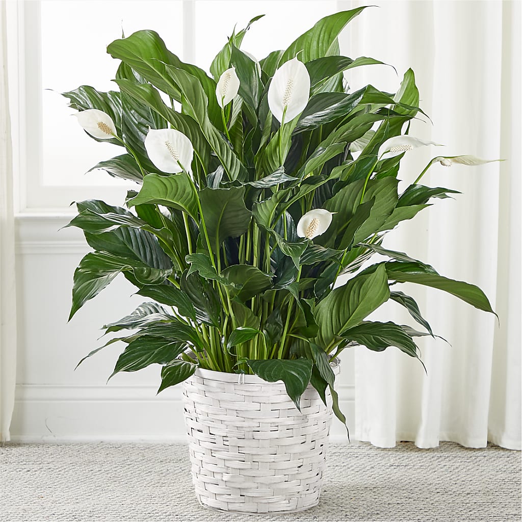 A New Leaf Peace Lily – The Blessed Florist, Brandon FL