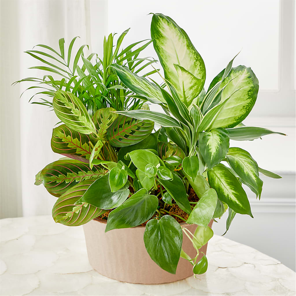 Balance & Harmony Dishgarden – The Blessed Florist, Brandon FL