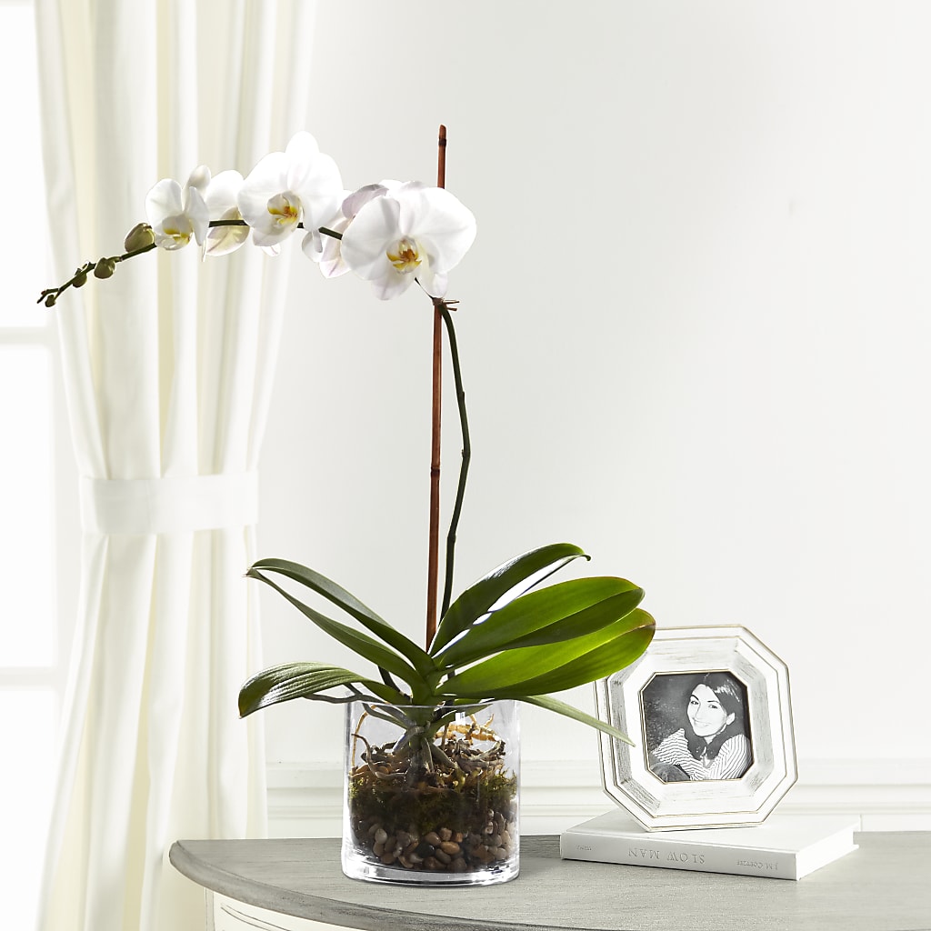 White Orchid Planter – The Blessed Florist, Brandon FL
