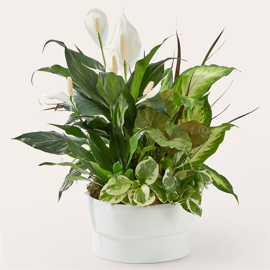 Radiating Positivity Dishgarden – The Blessed Florist, Brandon FL