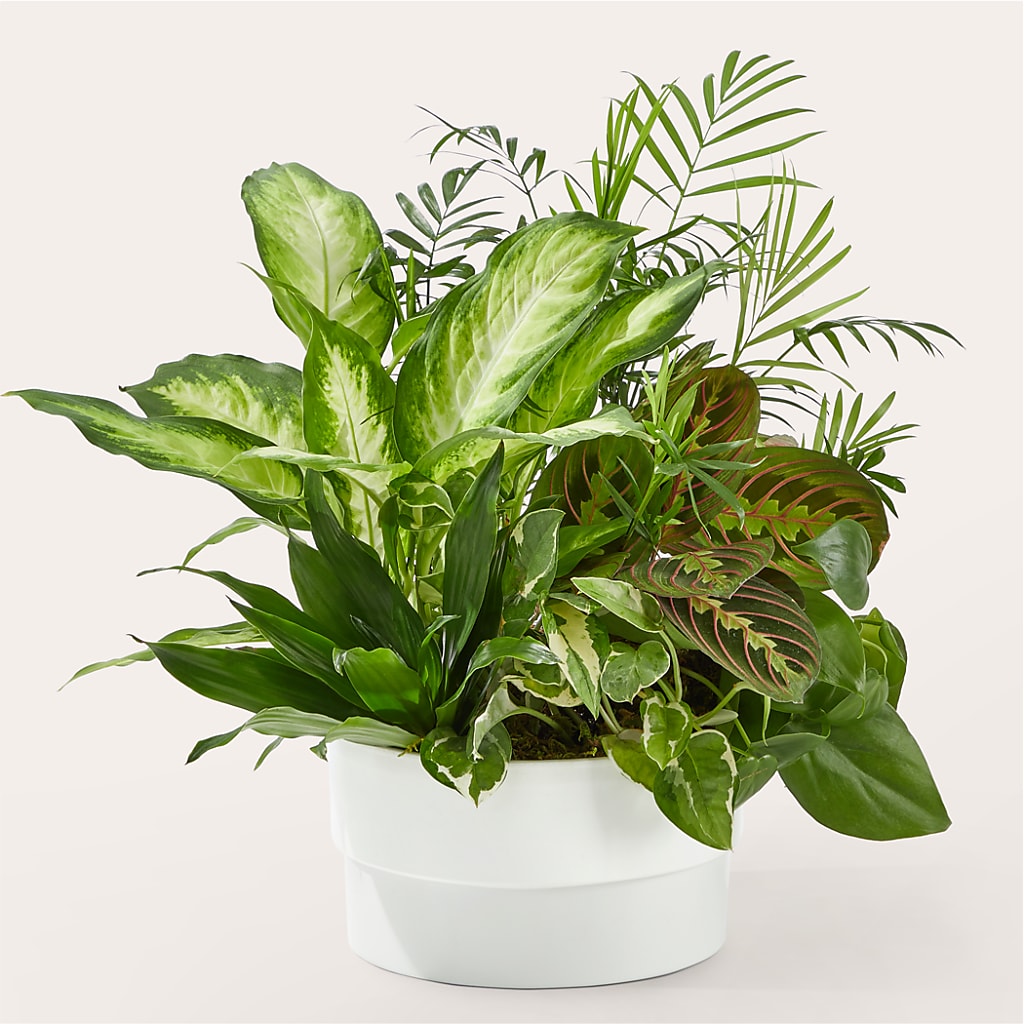 Radiating Positivity Dishgarden – The Blessed Florist, Brandon FL