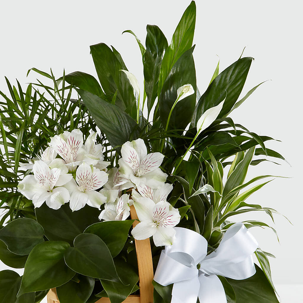 Peace & Serenity Dishgarden –  The Blessed Florist, Brandon FL