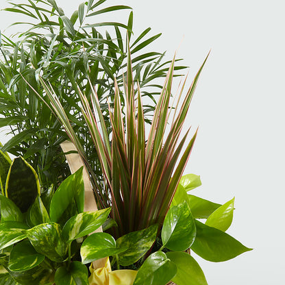 French Garden –  The Blessed Florist, Brandon FL