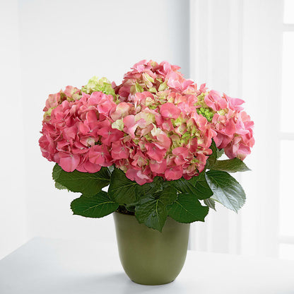 Pink Hydrangea Planter –  The Blessed Florist, Brandon FL