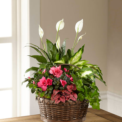 Dream in Pink Dishgarden –  The Blessed Florist, Brandon FL