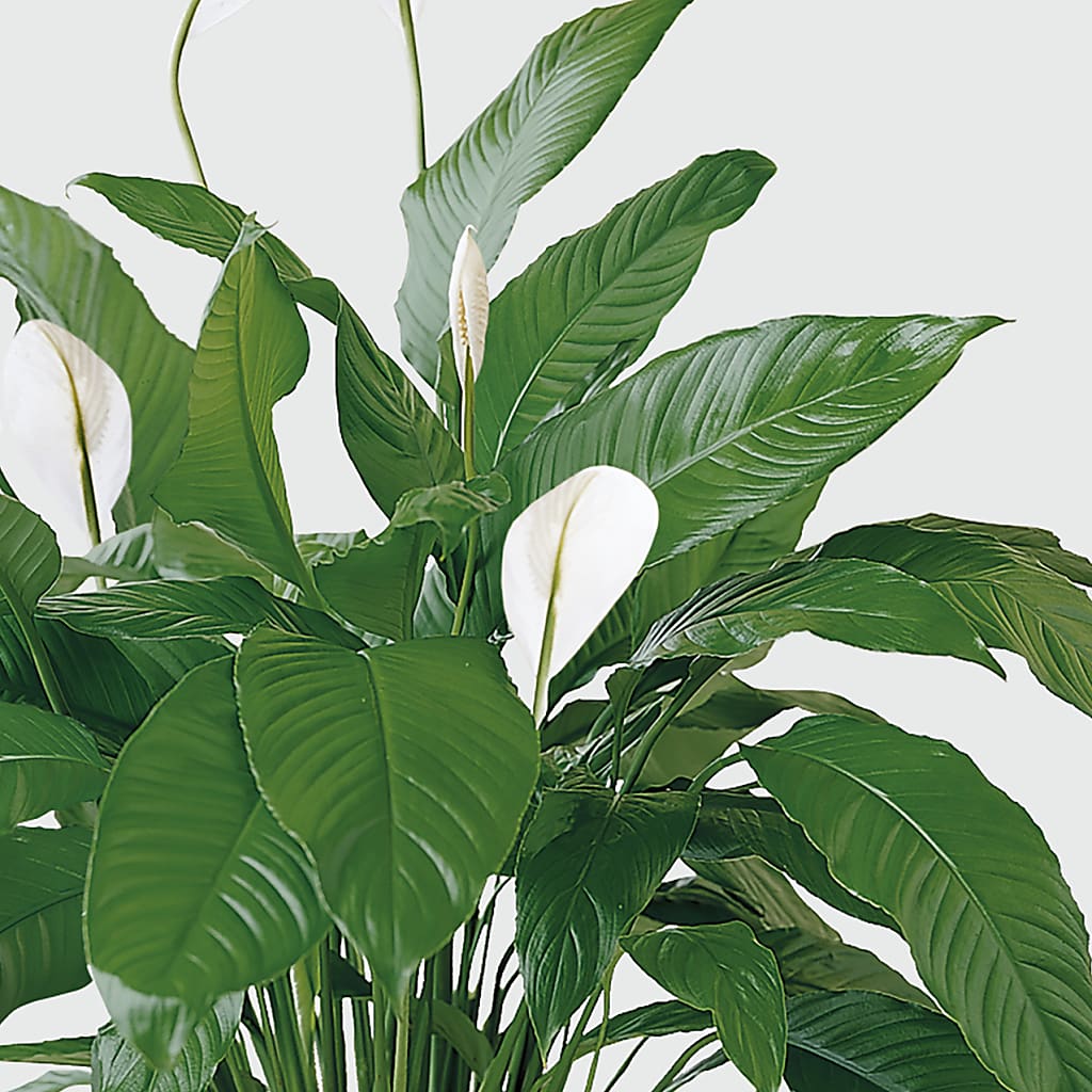 Tranquil Moments Peace Lily Plant –  The Blessed Florist, Brandon FL