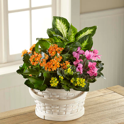 Color Crush Dishgarden –  The Blessed Florist, Brandon FL