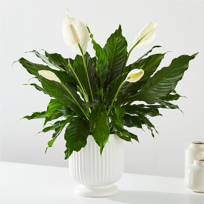 Comfort Planter –  The Blessed Florist, Parrish FL