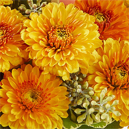 Peachy Pumpkin –  The Blessed Florist, Parrish FL