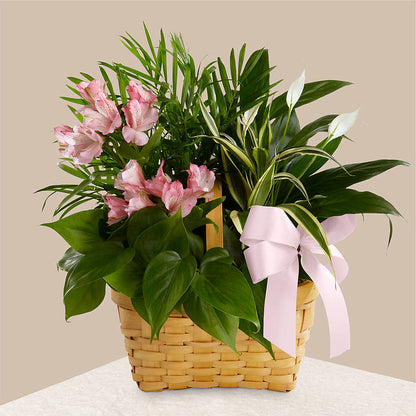 Living Spirit Dishgarden –  The Blessed Florist, Brandon FL