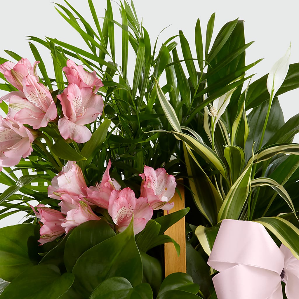 Living Spirit Dishgarden –  The Blessed Florist, Brandon FL