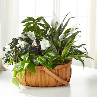 Serene Dishgarden –  The Blessed Florist, Brandon FL