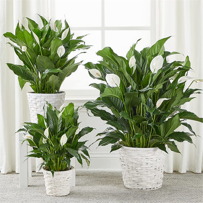 A New Leaf Peace Lily –  The Blessed Florist, Brandon FL