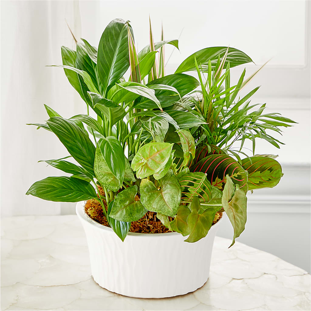 Balance & Harmony Dishgarden –  The Blessed Florist, Parrish FL