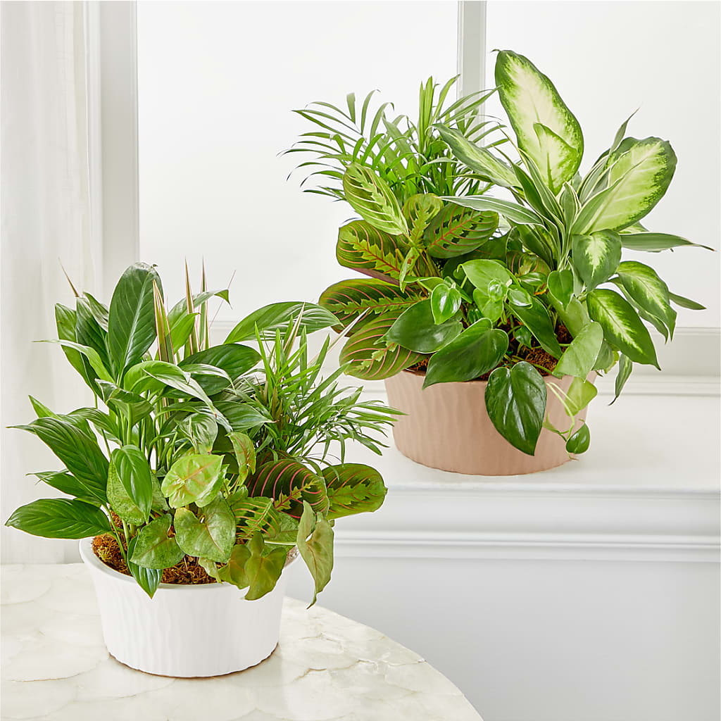 Balance & Harmony Dishgarden –  The Blessed Florist, Parrish FL