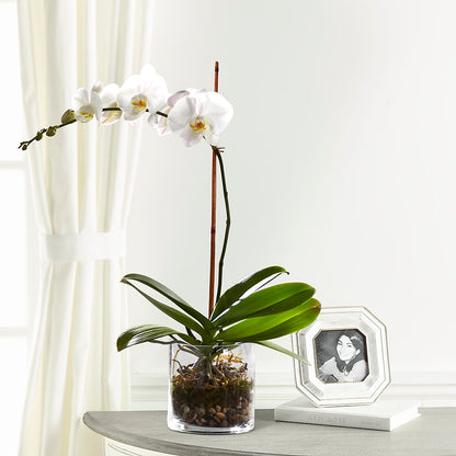 White Orchid Planter –  The Blessed Florist, Brandon FL