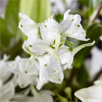 Classic Ivory – A Florist Original –  The Blessed Florist, Brandon FL